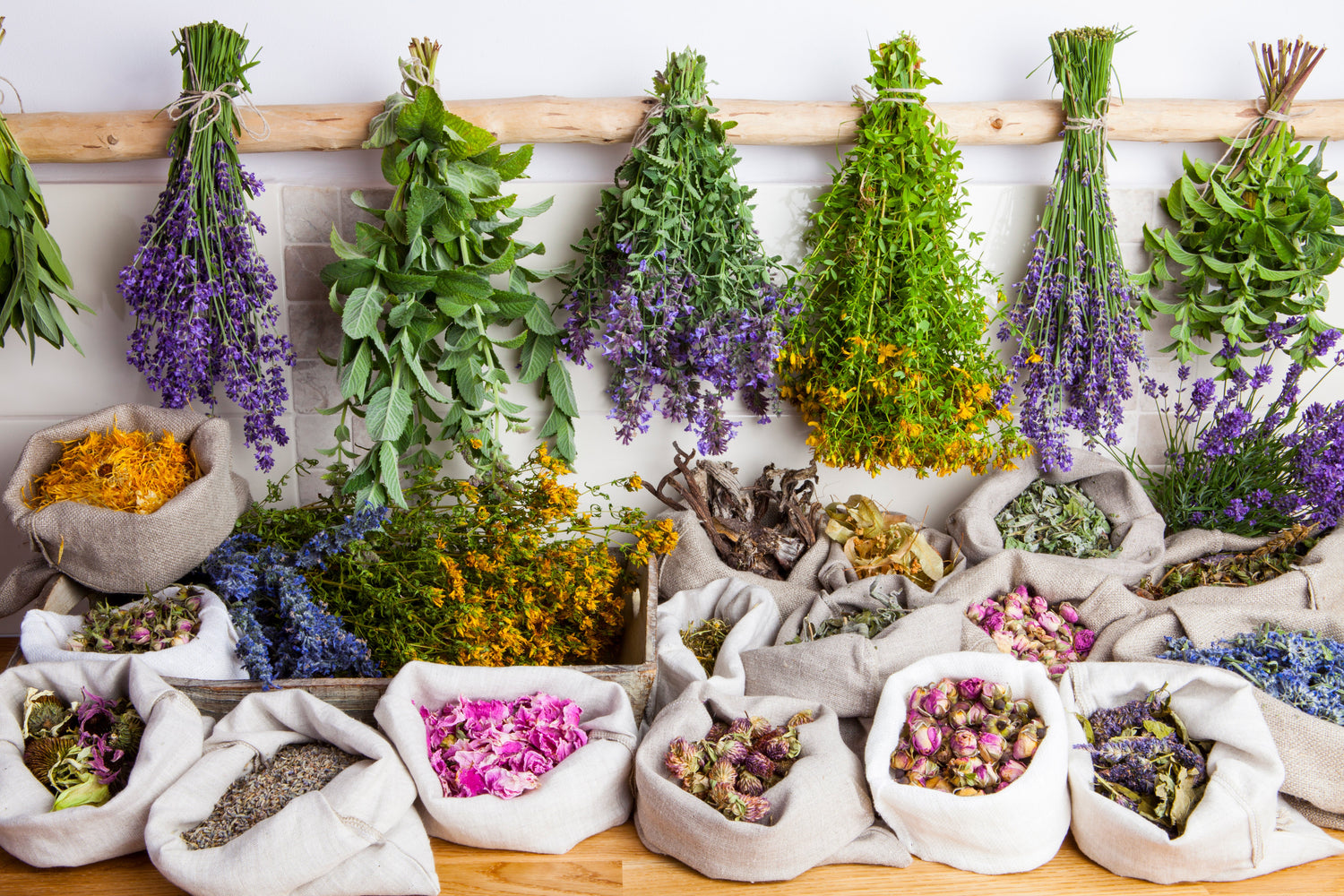Plantas y Hongos Medicinales